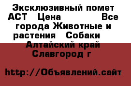 Эксклюзивный помет АСТ › Цена ­ 30 000 - Все города Животные и растения » Собаки   . Алтайский край,Славгород г.